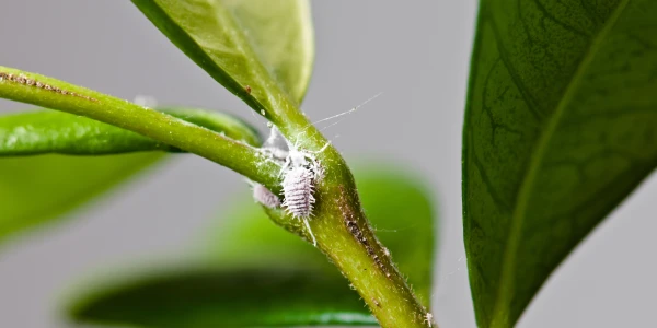 Identify and Get Rid of Pests on Indoor Plants | Kiwicare
