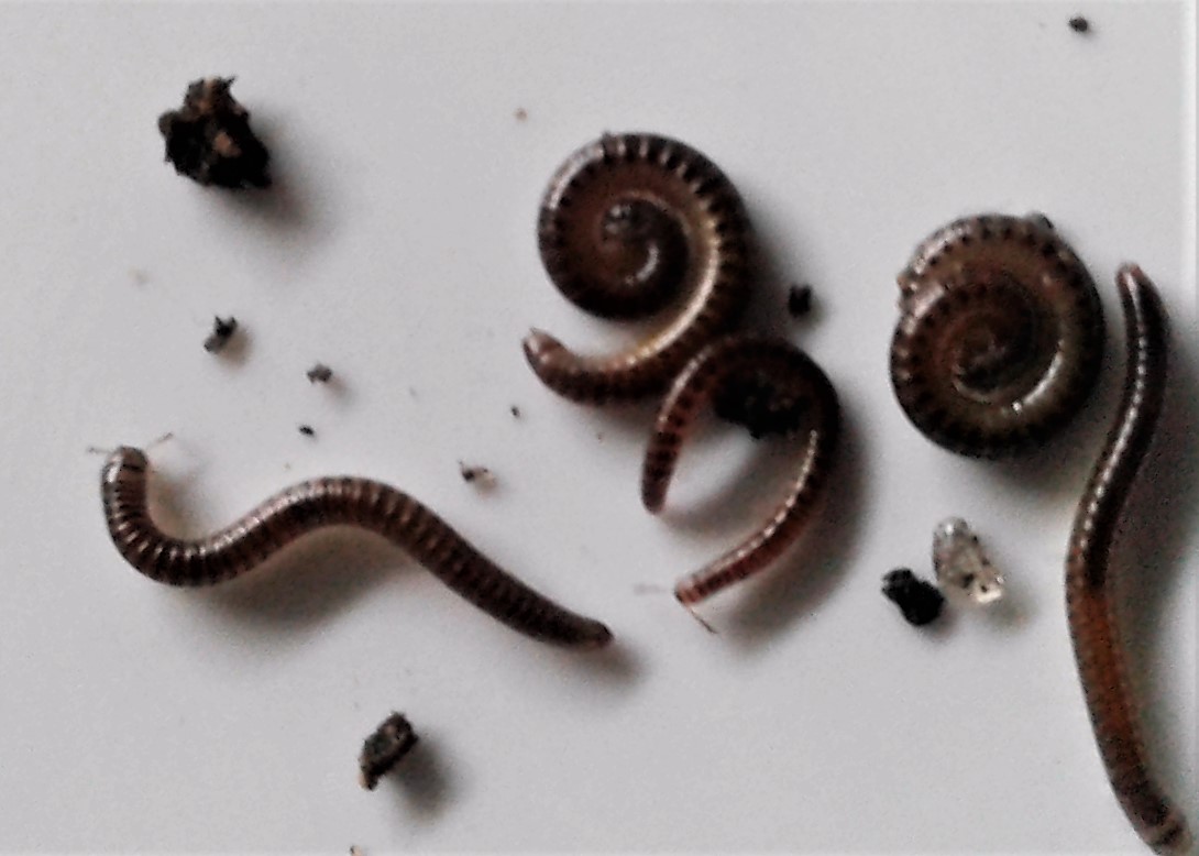 Millipedes - Control of Millipedes in the Home. | Kiwicare