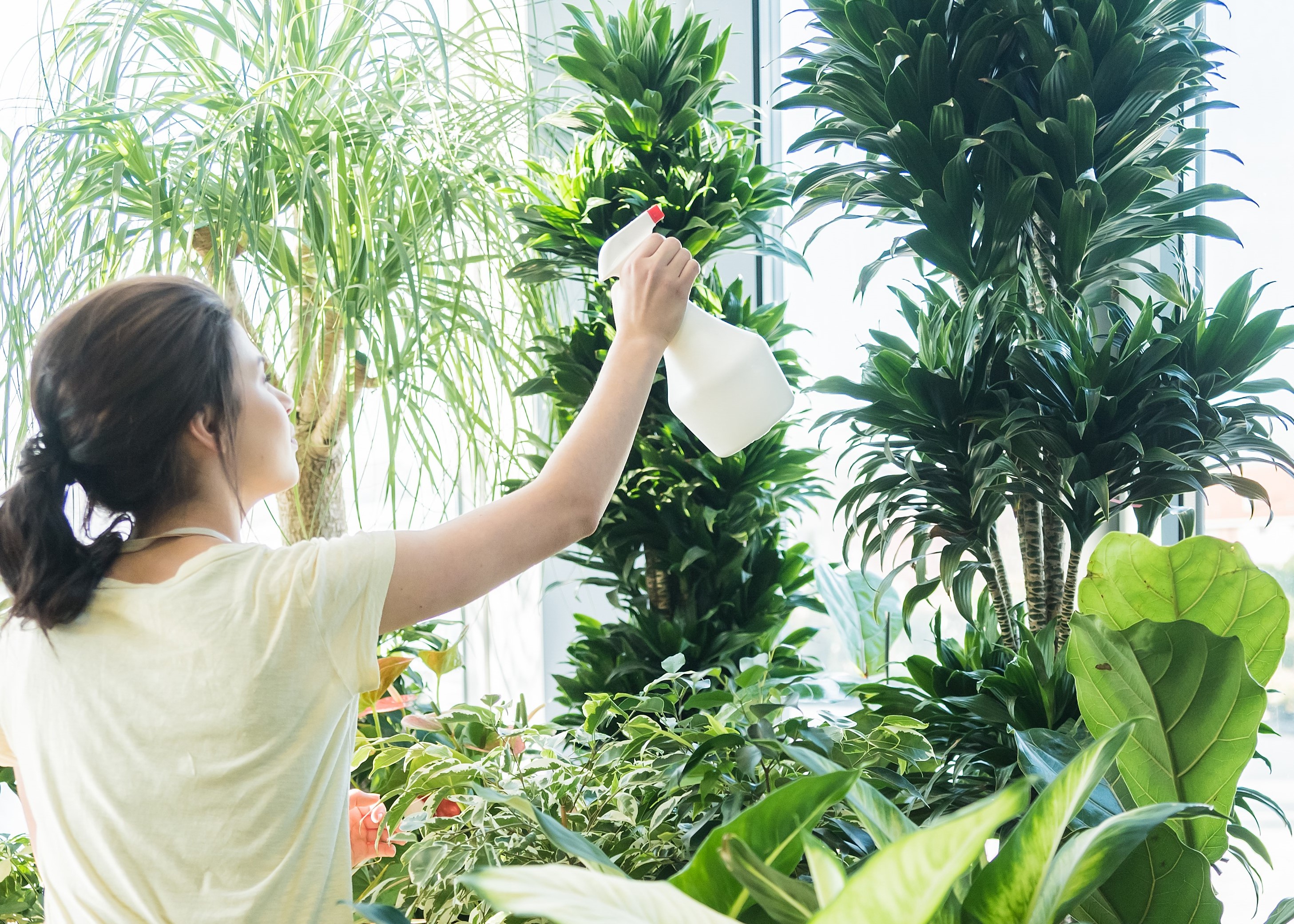Should You Mist Your Indoor Plants? Kiwicare