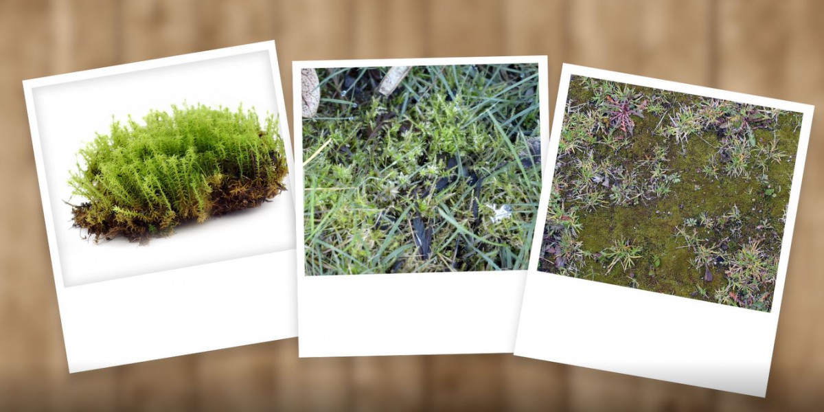 How to Get Rid of Lawn Moss Kiwicare
