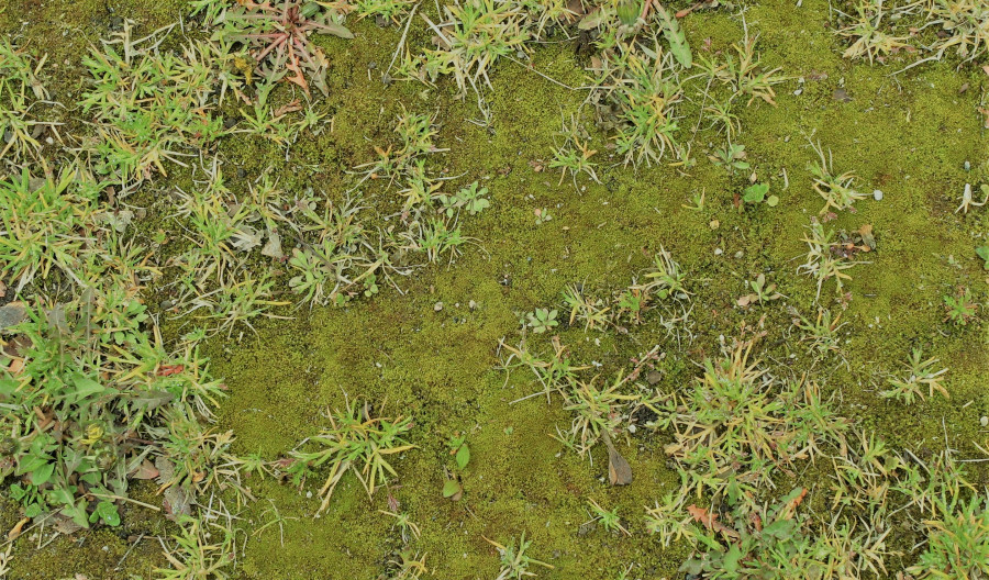 Moss Control of Moss in Lawns and Gardens. Kiwicare