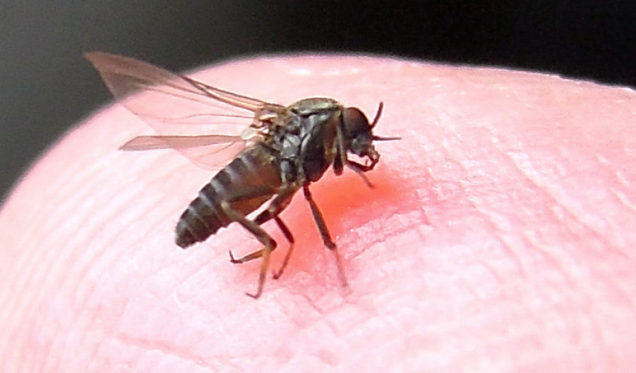Sand Flies Control of Sandflies in and Around Homes. Kiwicare