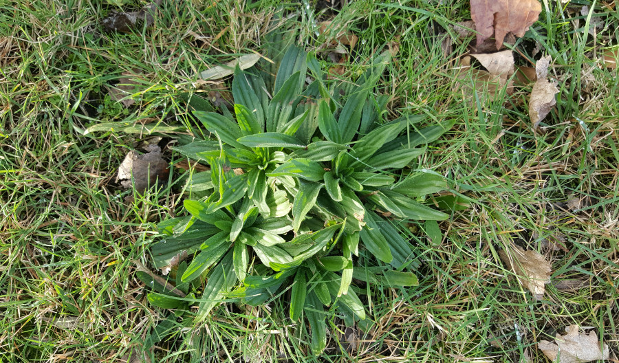 Plantain Control of Plantain Weed in Gardens. Kiwicare