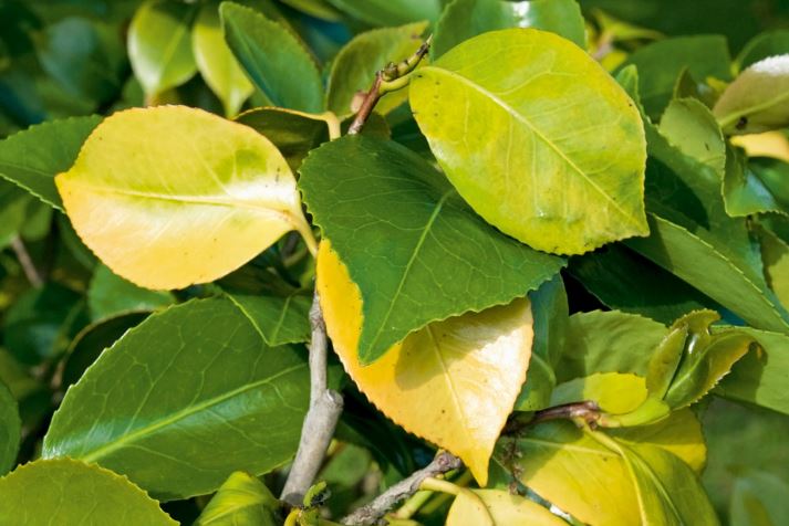 Nitrogen Deficiency - Prevention of nitrogen deficiency