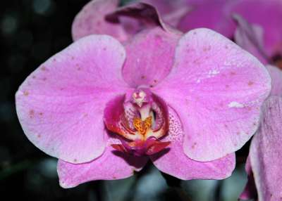 Orchid2