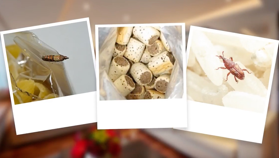 Advice Video on How to Get Rid of Pantry Pests Kiwicare
