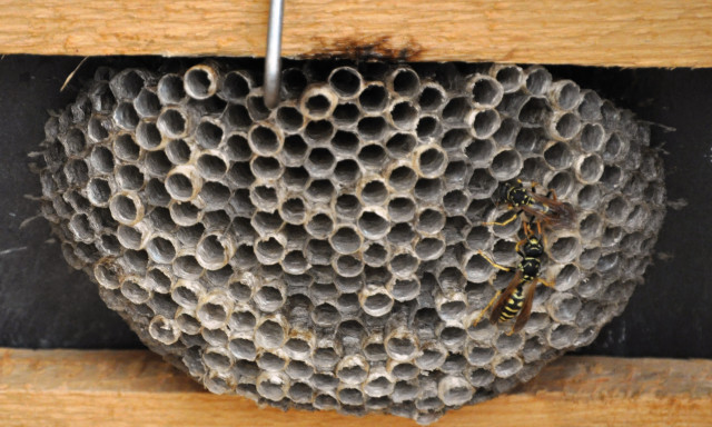 How To Locate A Wasp Nest