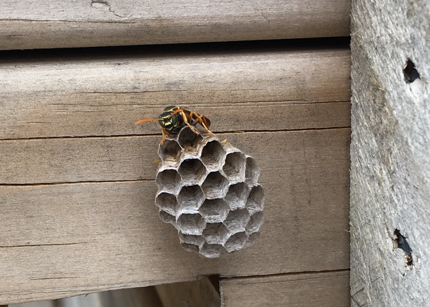 Paper Bee Swarm - SAVING!