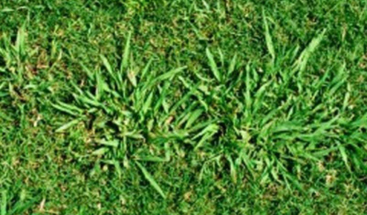 Paspalum Control of Paspalum Grass in Lawns
