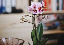 Phalaenopsis Orchid