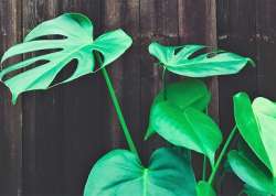 Philodendron