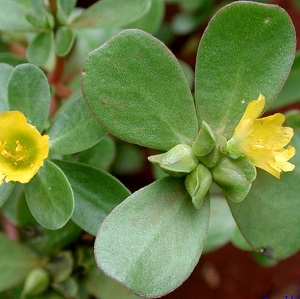 Portulaca