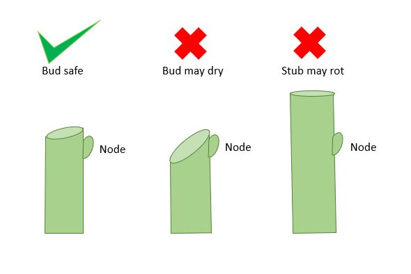 Pruning Cut Angle