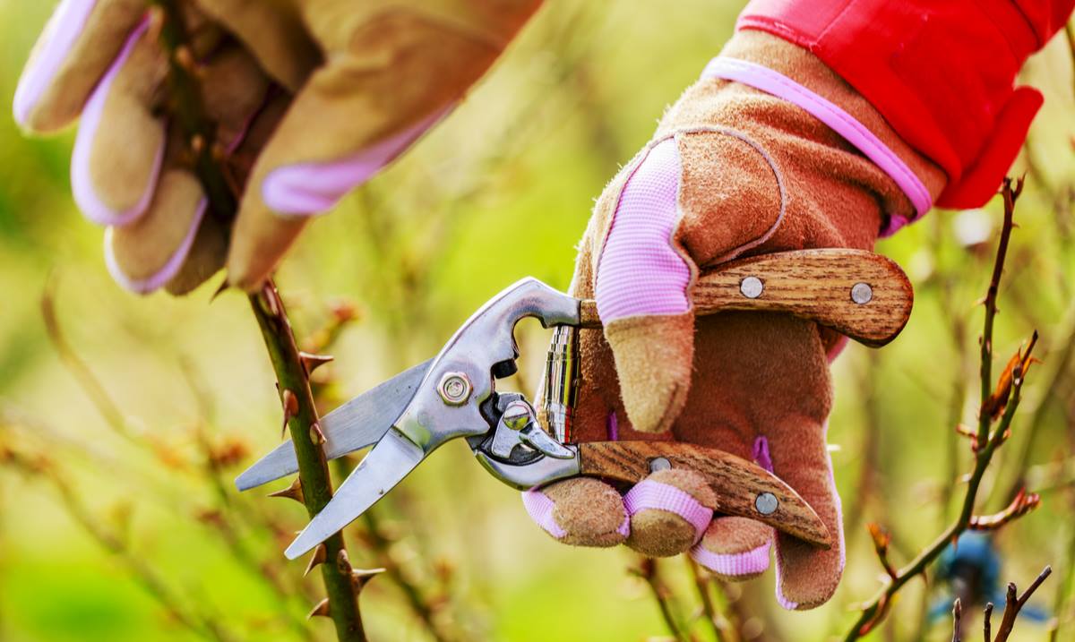 Advice How and When to Prune Roses Kiwicare