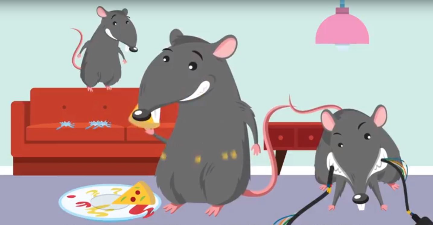 Scared Rats and Inquisitive Mice? | Kiwicare
