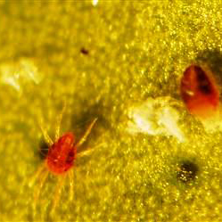 Mites - Control of mites on garden plants.