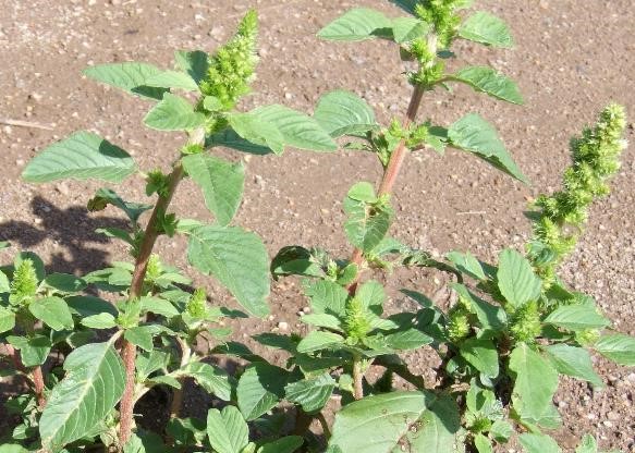 Redroot - Identification and Control of Redroot Weed | Kiwicare