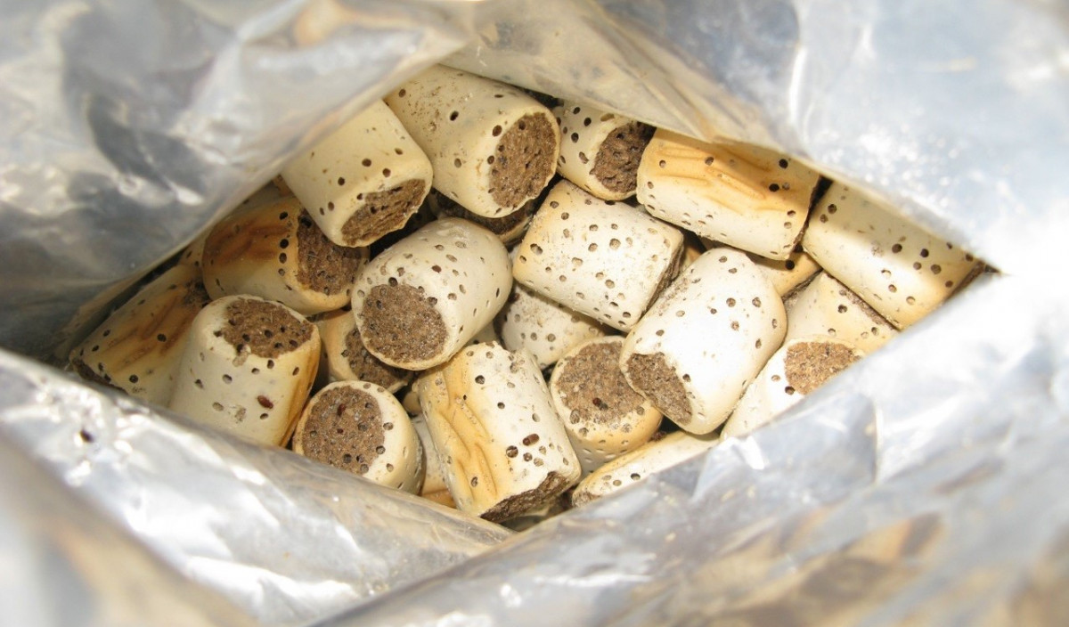 Biscuit Beetle Control of Biscuit Beetle in Homes. Kiwicare