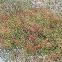 Sorrel - Control sorrel weed in lawns and gardens.