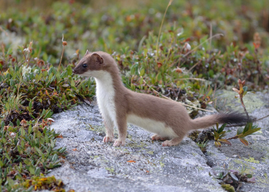 Pests to be Controlled for Predator Free NZ | Kiwicare