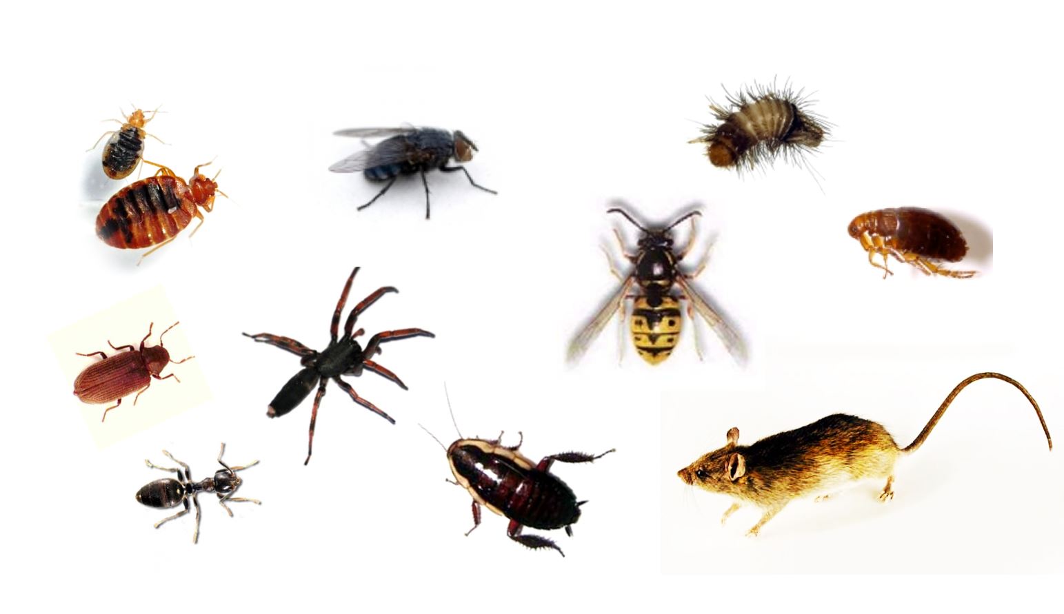 Types Of Home Pests