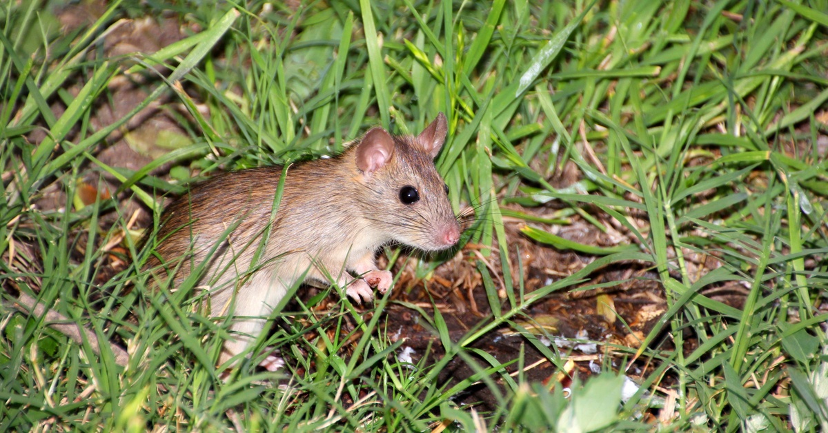 Advice Learn About Rats and Mice in the Garden Kiwicare