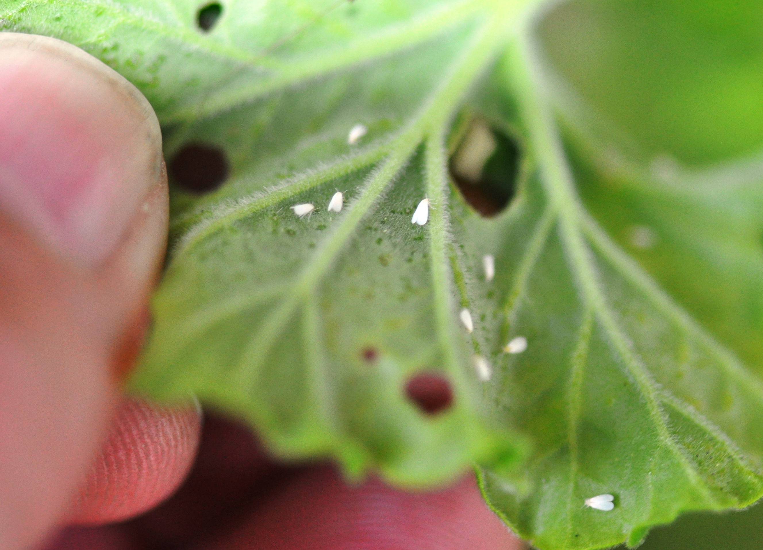 23+ Whiteflies On Tomato Plants