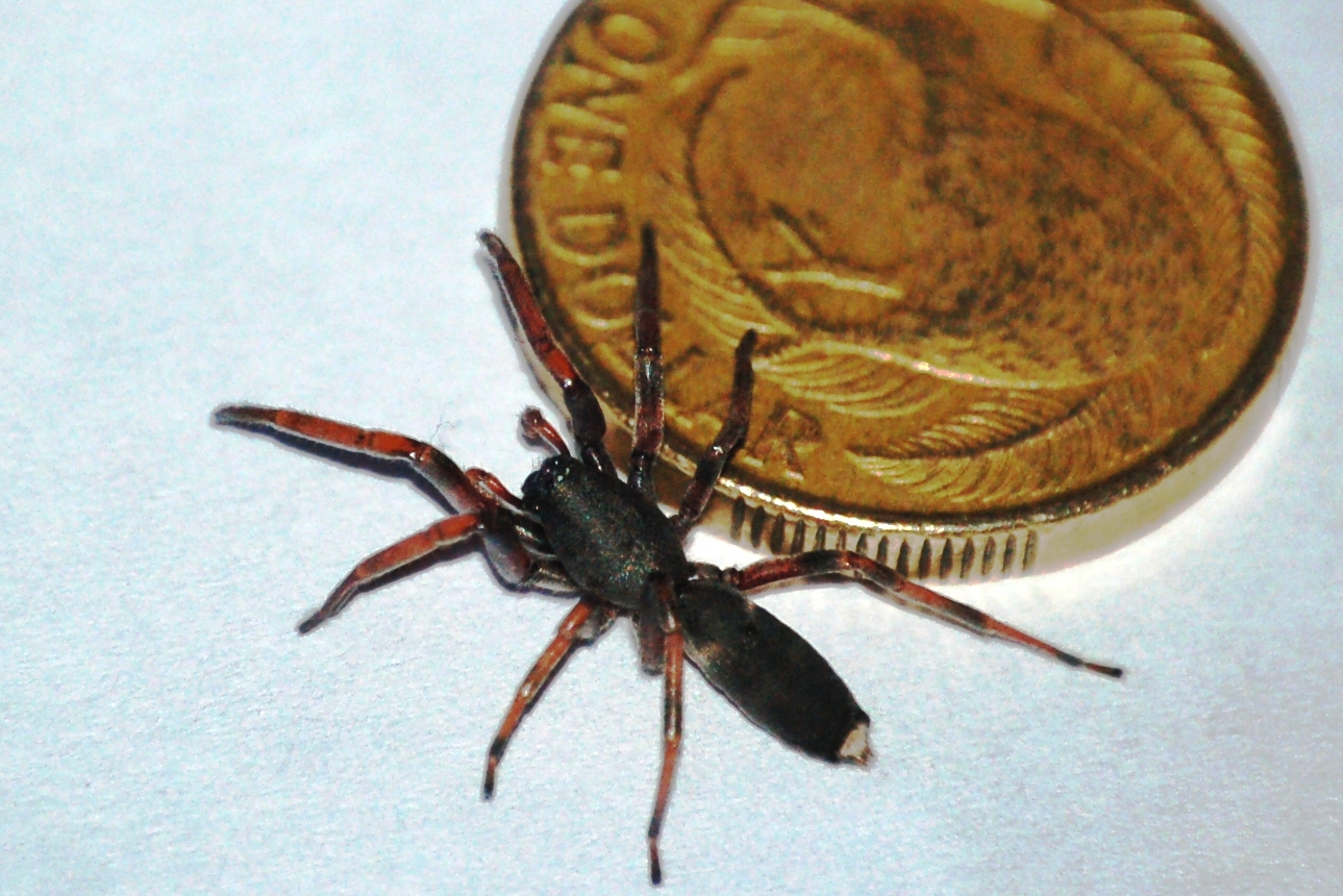 White Tail Spiders Advice on identification and control of whitetail spiders in and around the