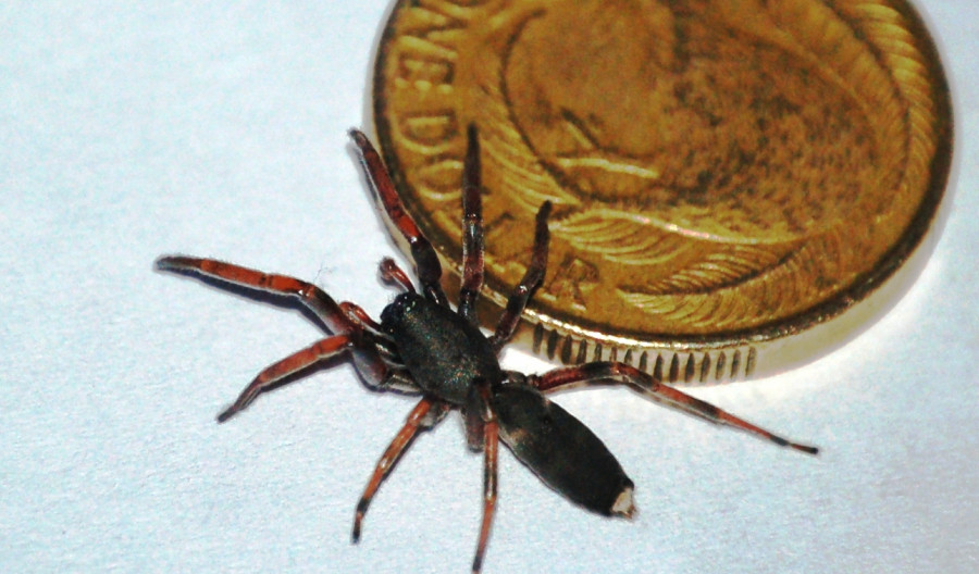 What Does A White Tail Spider Bite First Look Like