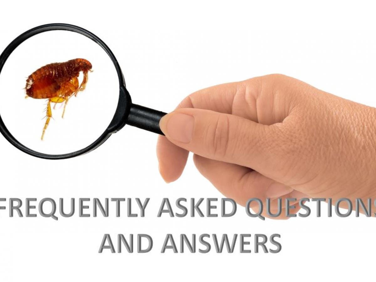 Pest FAQs