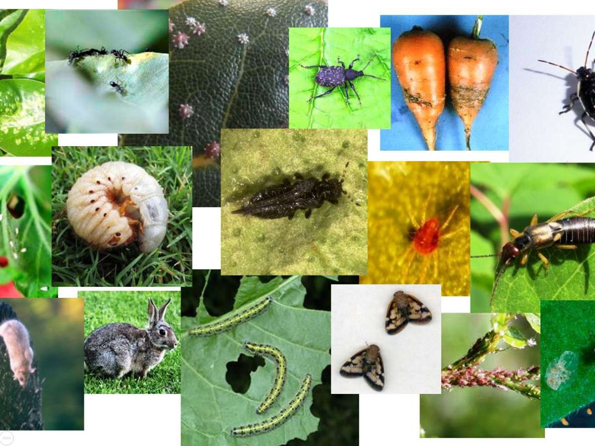 How to identify insects on my garden plants