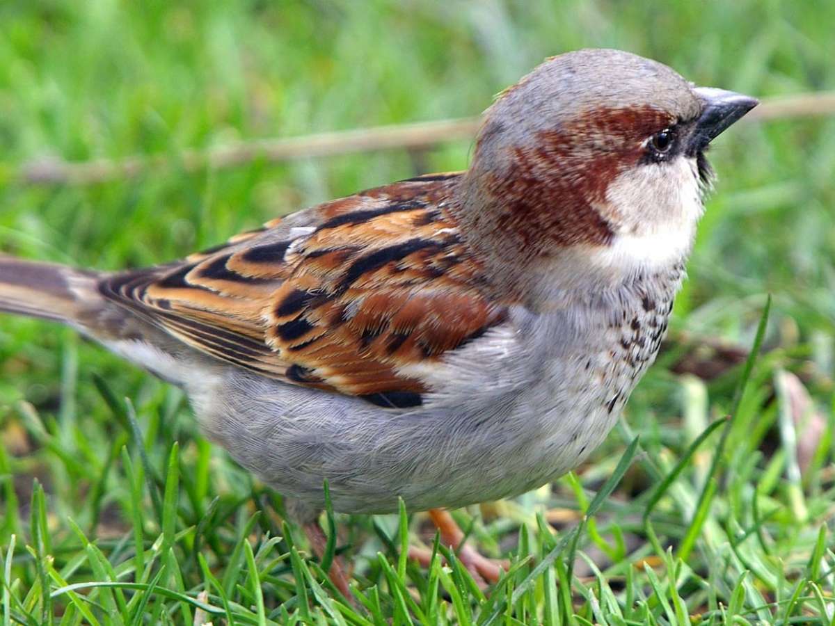 How to Stop Birds Eating Grass Seed