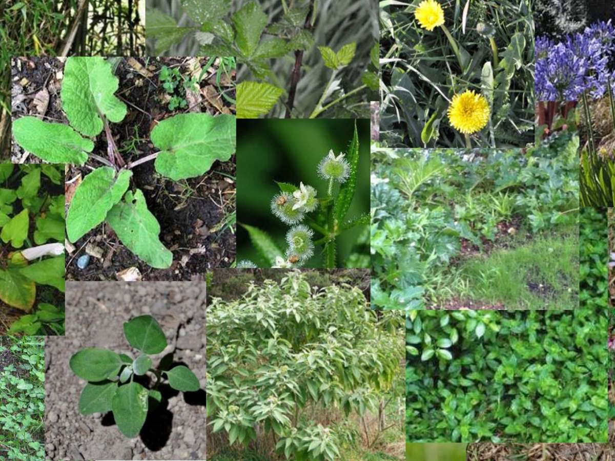 Top 20 Worst Garden Weeds