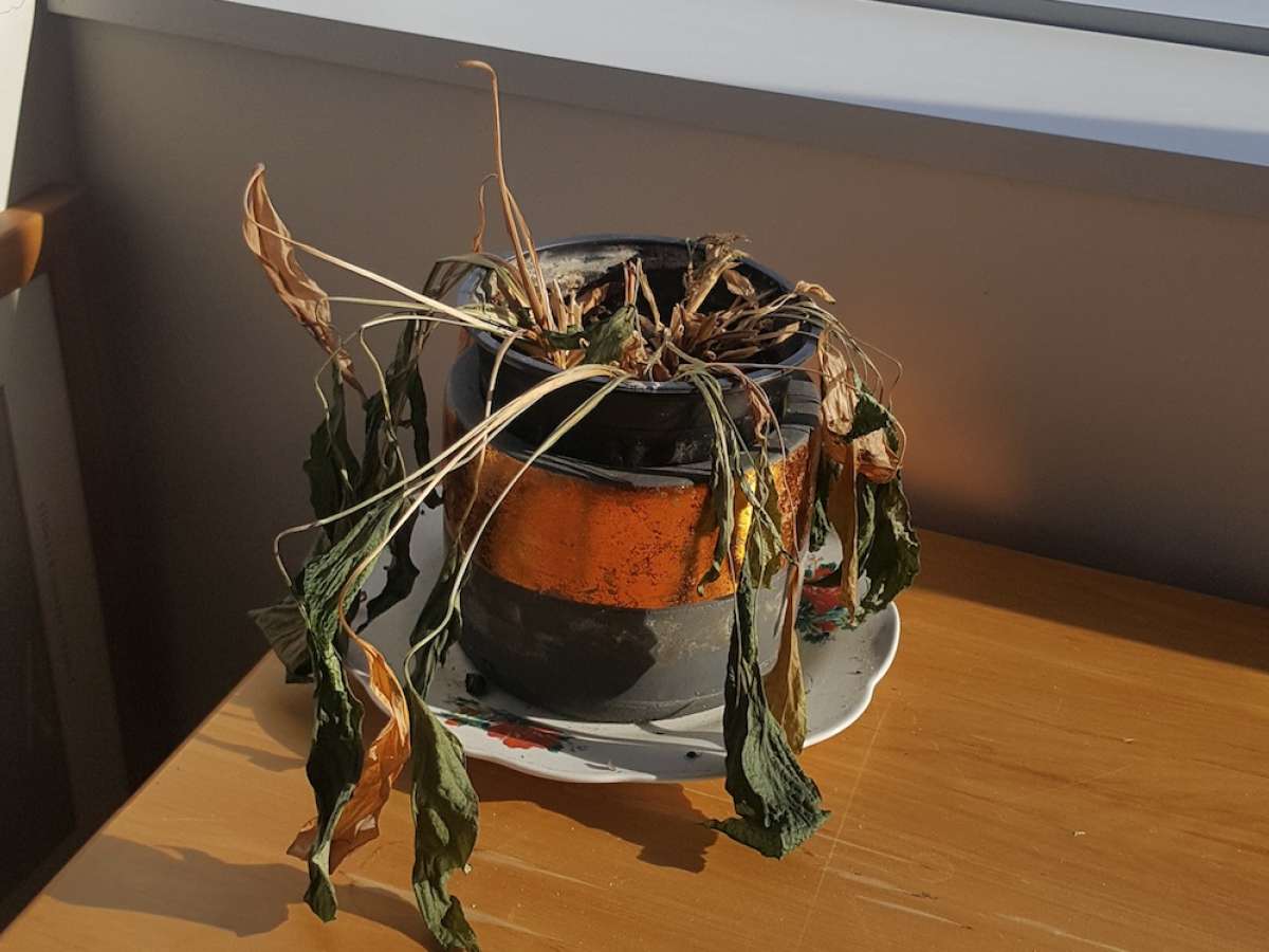 Don't Let Your Office Plants Die During Lockdown
