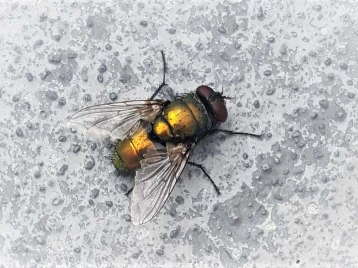 Now is the Time to Stop Flies for the Season