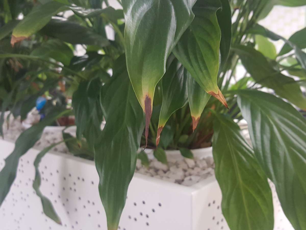 Why are My Houseplant Leaf Tips Turning Brown?