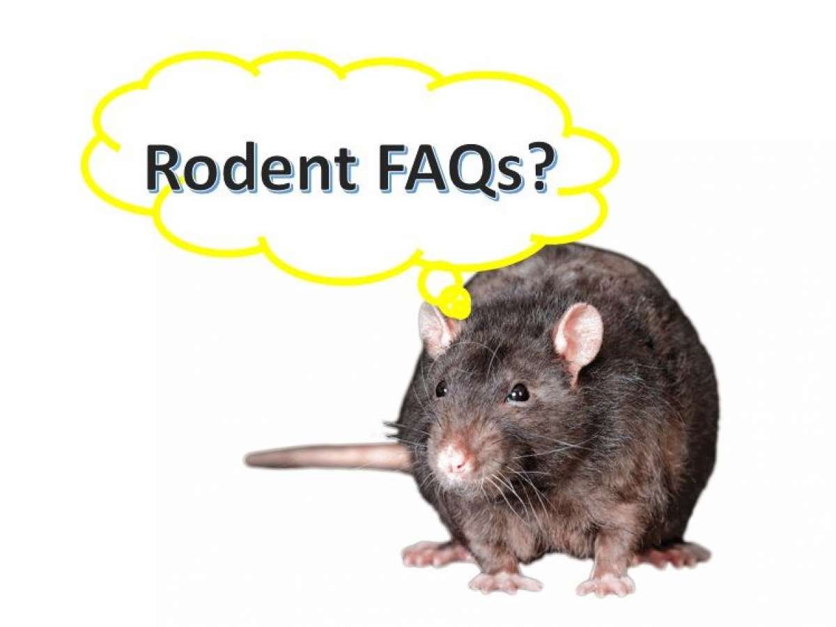 Rodent Control - Frequently Asked Questions