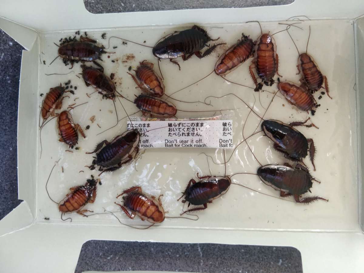 Trapped Cockroaches Attract Cockroaches