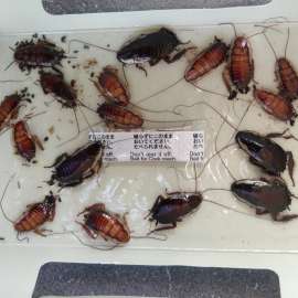 Cockroaches In Kiwicare NO Cockroach Trap2