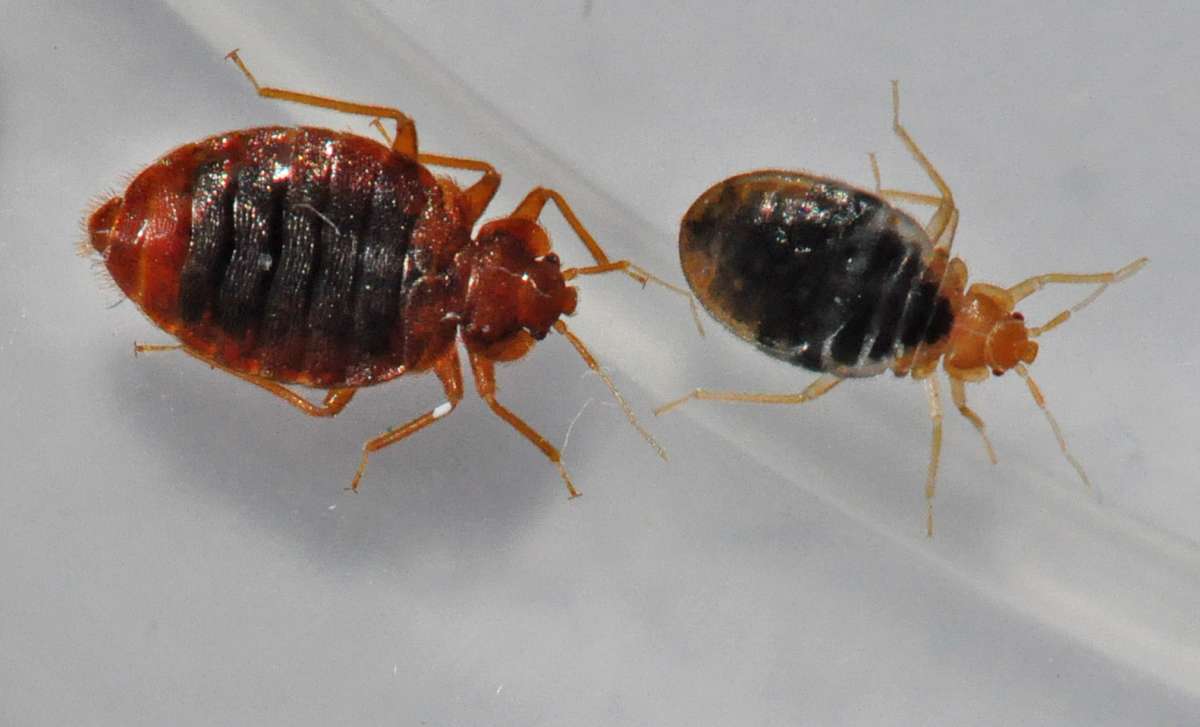 Bed Bugs Control Of Biting, Can Bed Bugs Chew Through Mattress Covers