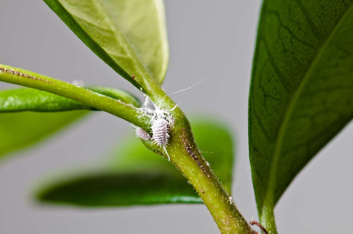 Identify and Get Rid of Pests on Indoor Plants