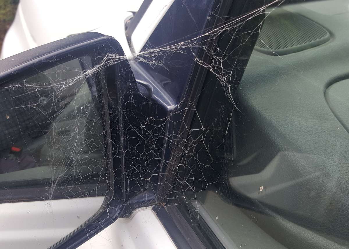 Spider web on car