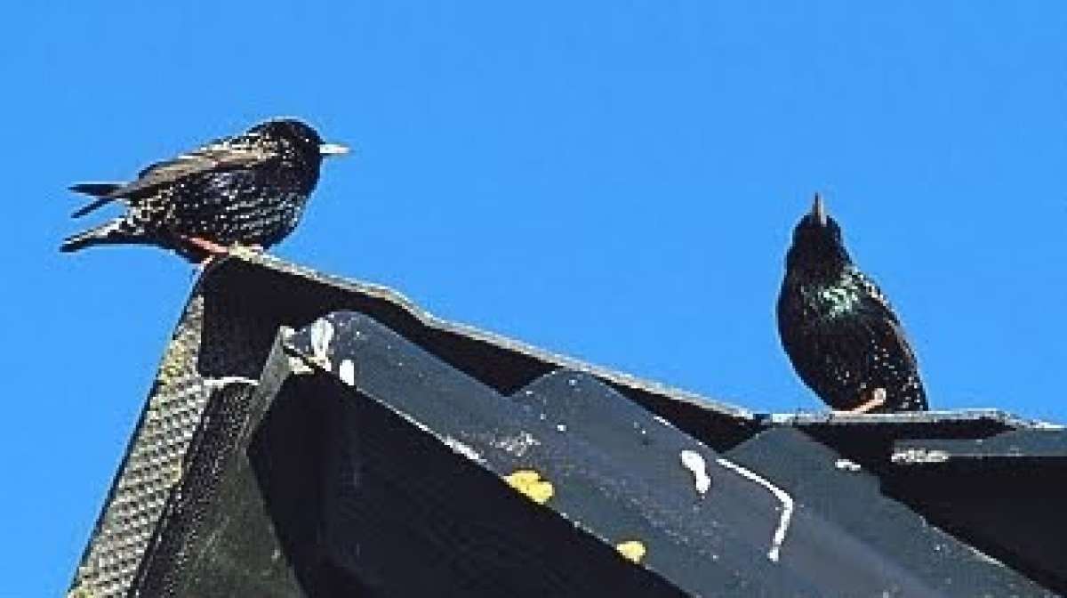 starlings2