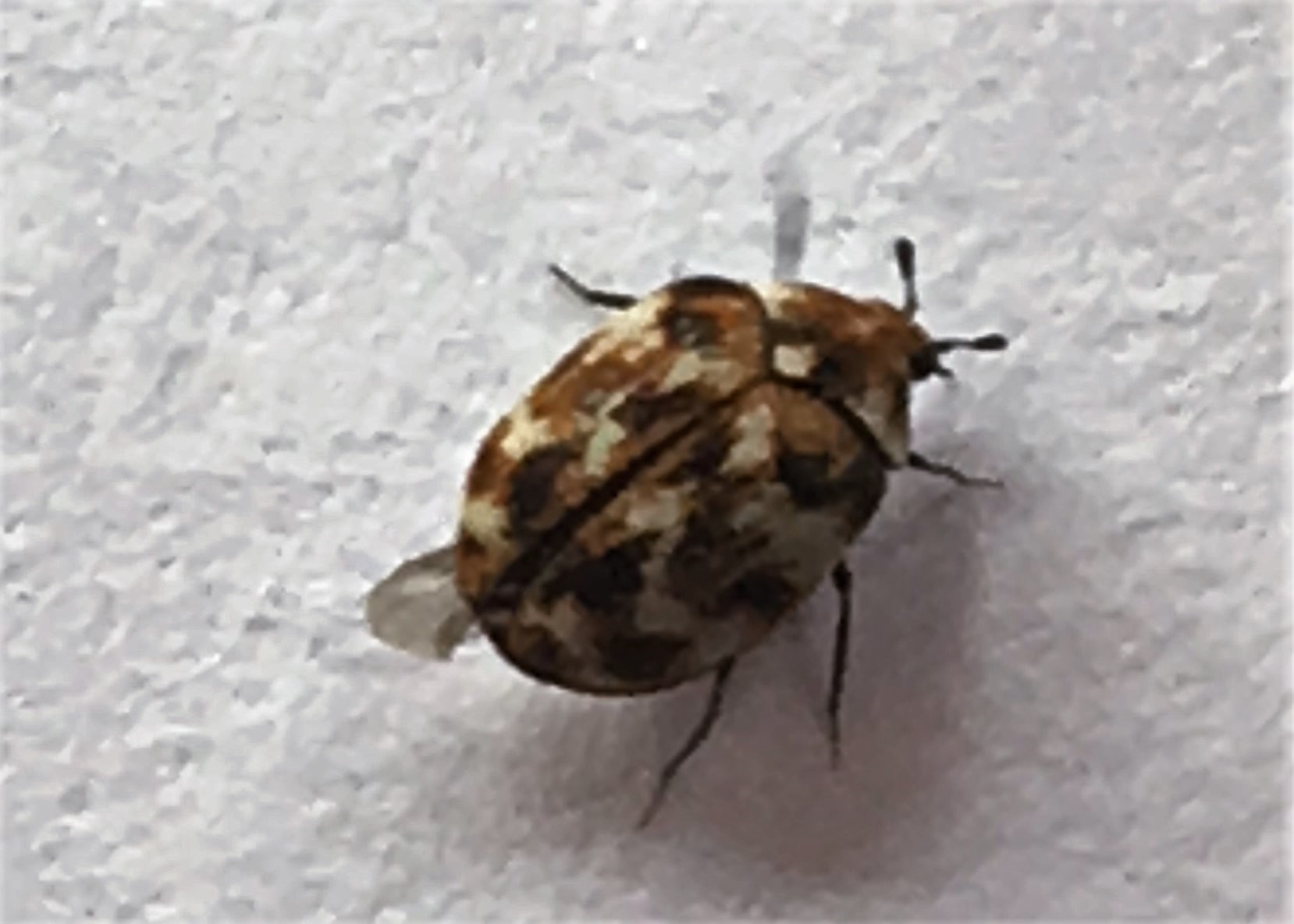Carpet Beetle - Control of carpet beetle in homes.