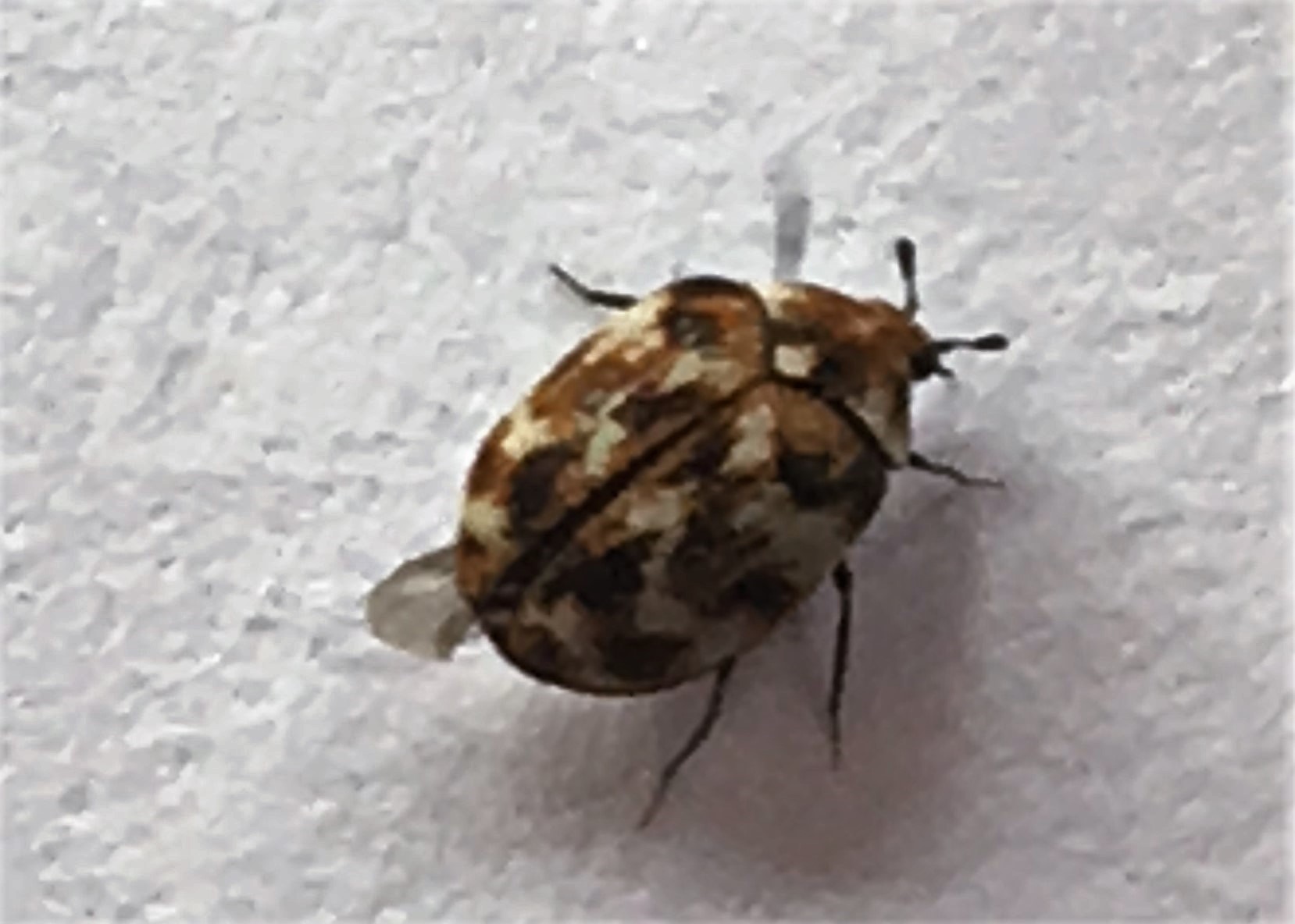 Carpet Beetle Control of carpet beetle in homes.