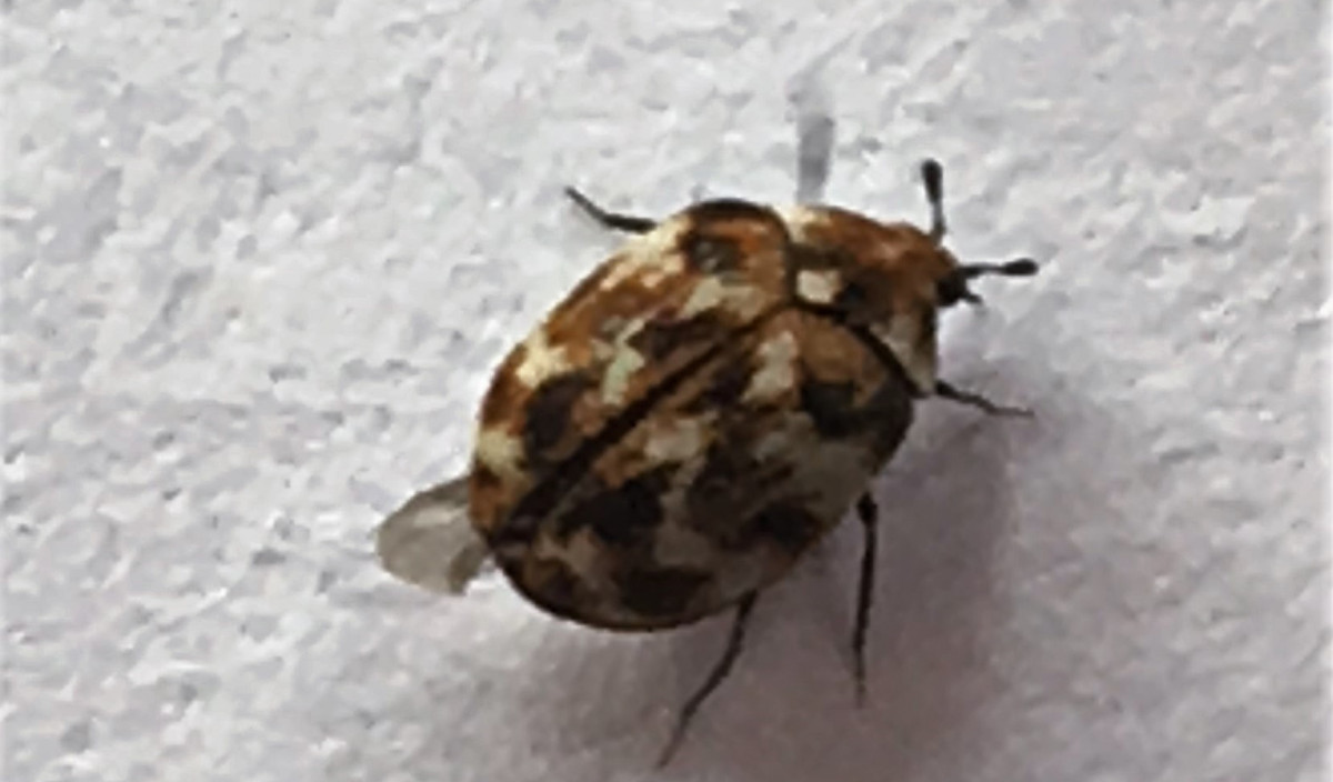 Carpet Beetle Control of Carpet Beetle in Homes. Kiwicare