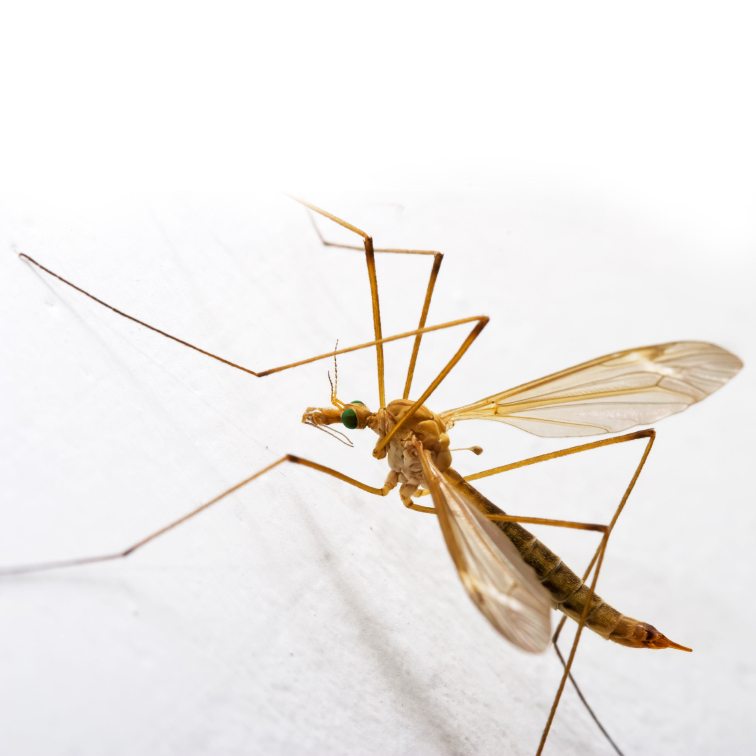 Daddy (and Mummy) Longlegs - crane fly