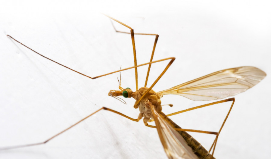 Daddy Long Legs Crane Fly Control Crane Fly. Kiwicare
