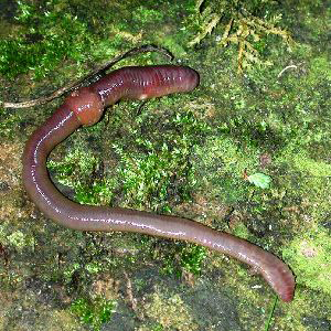 Earthworms - Control of Earthworms in Lawns and Gardens
