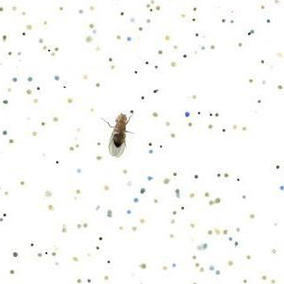 Best Way of Removing Fly Poo from Windows: Quick and Easy Tips 2 Best Way of Removing Fly Poo from Windows: Quick and Easy Tips
